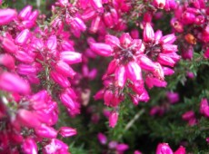 Erica cinerea 'Roter Kobold' -Grauheide- Erica cinerea 'Roter Kobold' -Grauheide-