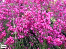Erica cinerea 'Tobi' -Grauheide- Erica cinerea 'Tobi' -Grauheide-