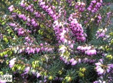 Erica darleyensis 'Kramer's Rote' -englische Heide- Erica darleyensis 'Kramer's Rote' -englische Heide-