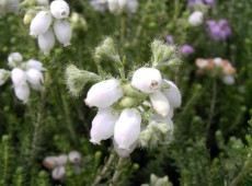 Erica tetralix 'Alba Mollis' -Glocken- / Moorheide- Erica tetralix 'Alba Mollis' -Glocken- / Moorheide-