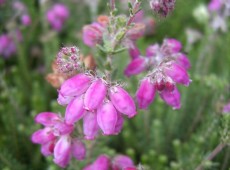 Erica tetralix 'Con Underwood' -Glocken- / Moorheide- Erica tetralix 'Con Underwood' -Glocken- / Moorheide-