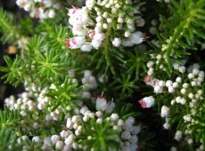 Erica vagans 'Alba' -Mittsommerheide / Cornwall-Heide- Erica vagans 'Alba' -Mittsommerheide / Cornwall-Heide-