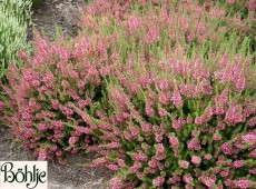 Erica vagans 'Mrs. D.F. Maxwell' -Mittsommerheide / Cornwall-Heide- Erica vagans 'Mrs. D.F. Maxwell' -Mittsommerheide / Cornwall-Heide-