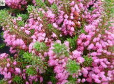 Erica vagans 'Red Delight' -Mittsommerheide / Cornwall-Heide- Erica vagans 'Red Delight' -Mittsommerheide / Cornwall-Heide-