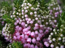 Erica vagans 'St. Keverne' -Mittsommerheide / Cornwall-Heide- Erica vagans 'St. Keverne' -Mittsommerheide / Cornwall-Heide-