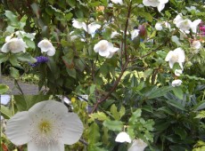 Eucryphia nymansensis 'Nymansay' -Nymanns Scheinulme- Eucryphia nymansensis 'Nymansay' -Nymanns Scheinulme-