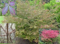 Euonymus alatus -Korkflügel / Spindelbaum- Euonymus alatus -Korkflügel / Spindelbaum-