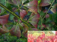 Euonymus alatus 'Compactus' -Korkflügel, Spindelbaum- Euonymus alatus 'Compactus' -Korkflügel, Spindelbaum-