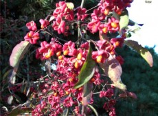Euonymus europaeus -Pfaffenhütchen- Euonymus europaeus -Pfaffenhütchen-