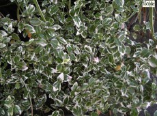 Euonymus fortunei 'Emerald Gaiety' -Pfaffenhütchen- Euonymus fortunei 'Emerald Gaiety' -Pfaffenhütchen-