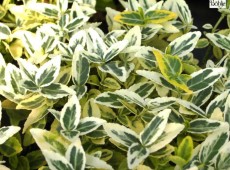 Euonymus fortunei 'Emerald'n Gold' Euonymus fortunei 'Emerald'n Gold'