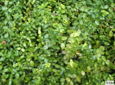 Euonymus fortunei 'Minimus' Euonymus fortunei 'Minimus'