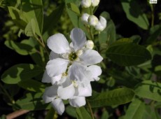 Exochorda racemosa -chinesiche Radspiere- Exochorda racemosa -chinesiche Radspiere-