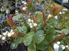 Exochorda serratifolia 'Snow White' -Perlstrauch, Prunkspiere- Exochorda serratifolia 'Snow White' -Perlstrauch, Prunkspiere-