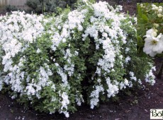 Exochorda macrantha 'The Bride' -Perlstrauch, Prunkspiere- Exochorda macrantha 'The Bride' -Perlstrauch, Prunkspiere-