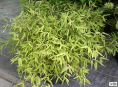 Fargesia murieliae -Gartenbambus-
