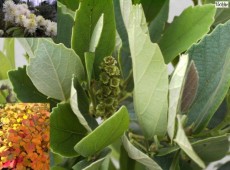 Fothergilla gardenii -Federbuschstrauch-