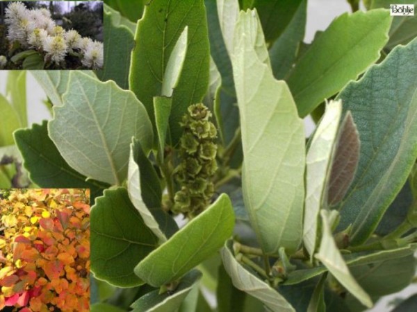 Fothergilla gardenii -Federbuschstrauch-