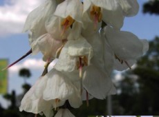 Halesia carolina - Schneeglöckchenbaum - Halesia carolina - Schneeglöckchenbaum -