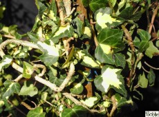 Hedera helix 'Goldheart' Hedera helix 'Goldheart'