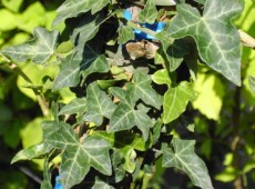 Hedera helix -gemeiner Efeu- Hedera helix -gemeiner Efeu-