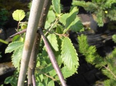 Hemiptelea davidii -Dornulme- Hemiptelea davidii -Dornulme-