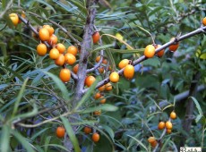 Hippophae rhamnoides -Sanddorn- Hippophae rhamnoides -Sanddorn-