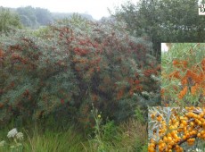 Hippophae rhamnoides 'Frugana' / 'Hergo' / 'Leikora' -weiblich- Hippophae rhamnoides 'Frugana' / 'Hergo' / 'Leikora' -weiblich-