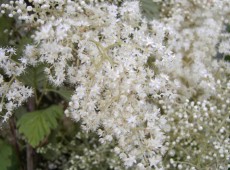 Holodiscus discolor var. ariifolius -Kaskadenstrauch, Scheinspiere- Holodiscus discolor var. ariifolius -Kaskadenstrauch, Scheinspiere-
