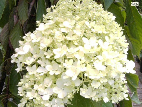 Hydrangea paniculata 'Magical Moonlight' -Rispenhortensie-