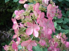 Hydrangea paniculata 'Pink Diamond' -Rispenhortensie- Hydrangea paniculata 'Pink Diamond' -Rispenhortensie-