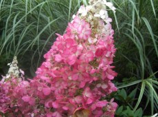 Hydrangea paniculata 'Pinky Winky' ® -Rispenhortensie- Hydrangea paniculata 'Pinky Winky' ® -Rispenhortensie-