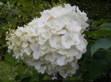 Hydrangea paniculata 'Silver Dollar' -Rispenhortensie- Hydrangea paniculata 'Silver Dollar' -Rispenhortensie-