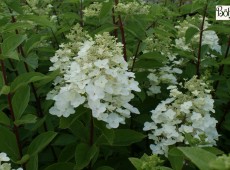 Hydrangea paniculata 'Unique' -Rispenhortensie- Hydrangea paniculata 'Unique' -Rispenhortensie-