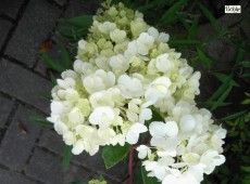 Hydrangea paniculata 'Vanille Fraise' ® -Rispenhortensie- Hydrangea paniculata 'Vanille Fraise' ® -Rispenhortensie-