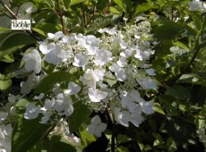 Hydrangea paniculata 'White Moth' -Rispenhortensie- Hydrangea paniculata 'White Moth' -Rispenhortensie-