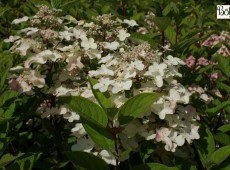 Hydrangea paniculata 'Wim's Red' -S- -Rispenhortensie- Hydrangea paniculata 'Wim's Red' -S- -Rispenhortensie-