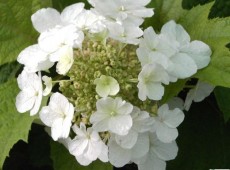 Hydrangea quercifolia 'Burgundy' -Eichenblatthortensie- Hydrangea quercifolia 'Burgundy' -Eichenblatthortensie-