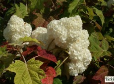 Hydrangea quercifolia 'Harmony' -Eichenblatthortensie- Hydrangea quercifolia 'Harmony' -Eichenblatthortensie-