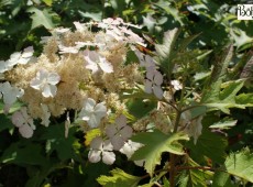 Hydrangea quercifolia 'Ice Crystal' ® -Eichenblatthortensie- Hydrangea quercifolia 'Ice Crystal' ® -Eichenblatthortensie-