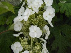 Hydrangea quercifolia 'Pee Wee' -Eichenblatthortensie- Hydrangea quercifolia 'Pee Wee' -Eichenblatthortensie-