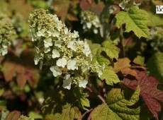 Hydrangea quercifolia 'Ruby Slippers' -Eichenblatthortensie- Hydrangea quercifolia 'Ruby Slippers' -Eichenblatthortensie-