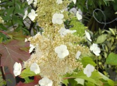 Hydrangea quercifolia 'Sike's Dwarf' -Eichenblatthortensie- Hydrangea quercifolia 'Sike's Dwarf' -Eichenblatthortensie-