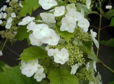 Hydrangea quercifolia 'Snow Queen' -Eichenblatthortensie- Hydrangea quercifolia 'Snow Queen' -Eichenblatthortensie-