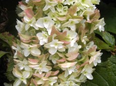 Hydrangea quercifolia 'Snowflake' -Eichenblatthortensie- Hydrangea quercifolia 'Snowflake' -Eichenblatthortensie-