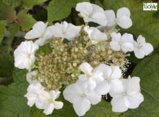 Hydrangea quercifolia 'Tennessee Clone' -Eichenblatthortensie- Hydrangea quercifolia 'Tennessee Clone' -Eichenblatthortensie-