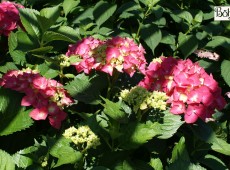 Hydrangea macrophylla 'Freudenstein' -Bauernhortensie-