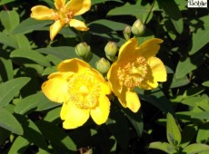 Hypericum 'Hidcote' -Johanniskraut- Hypericum 'Hidcote' -Johanniskraut-