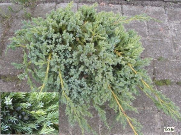 Juniperus squamata 'Blue Carpet' -Wacholder-