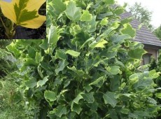 Liriodendron tulipifera 'Aureomarginatum' -buntblättriger Tulpenbaum-